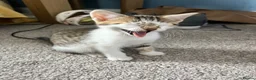 Mixed Breed cats for sale: 🐱✨3 Gorgeous Half Bengal Kittens!✨🐱 in Irvine - Advert 9