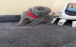 Scottish Fold cats for sale: Scottish fold - Image 5