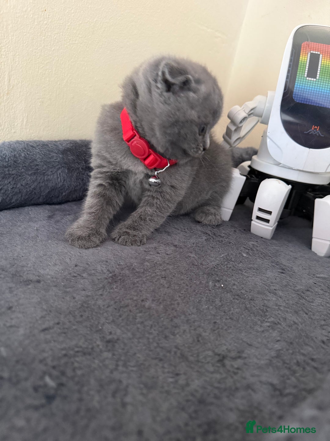 Scottish Fold cats for sale: Scottish fold - Image 5
