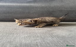 Bengal cats for sale: Kittens for sale  - Image 2