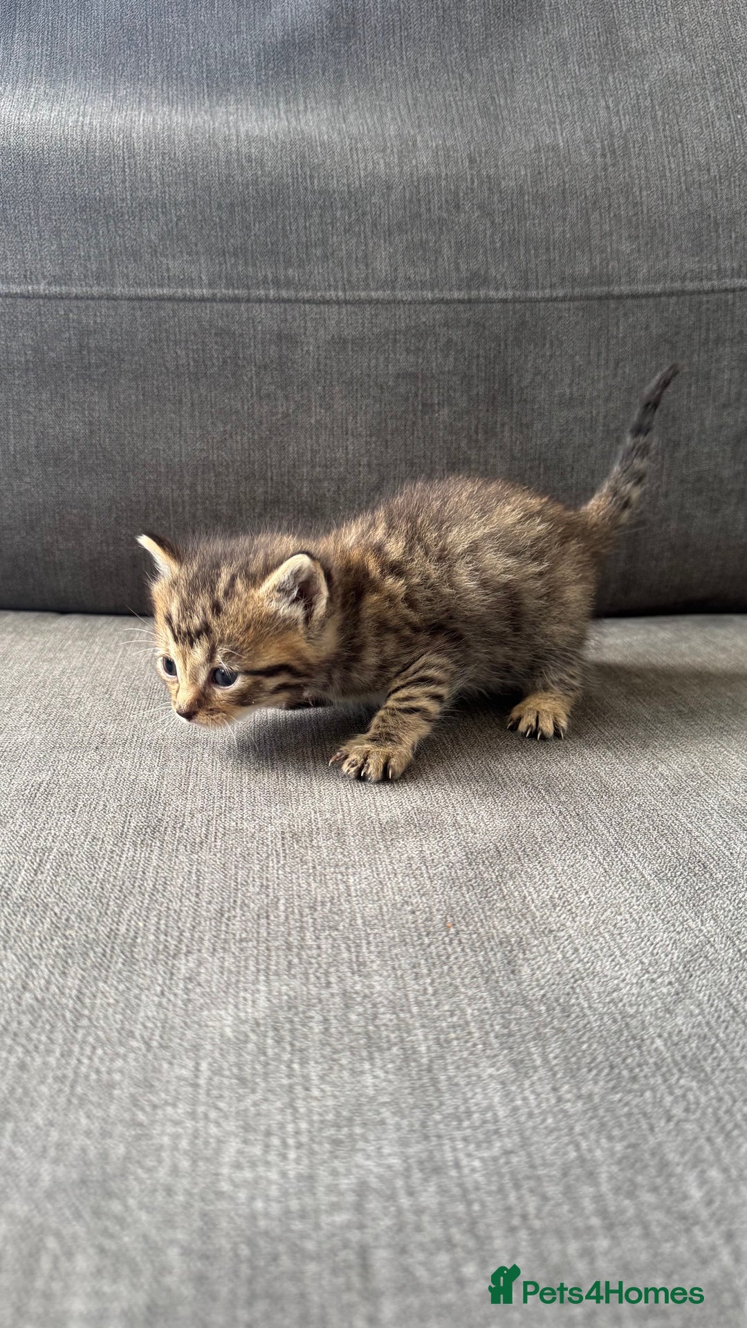 Bengal cats for sale: Kittens for sale  - Image 2