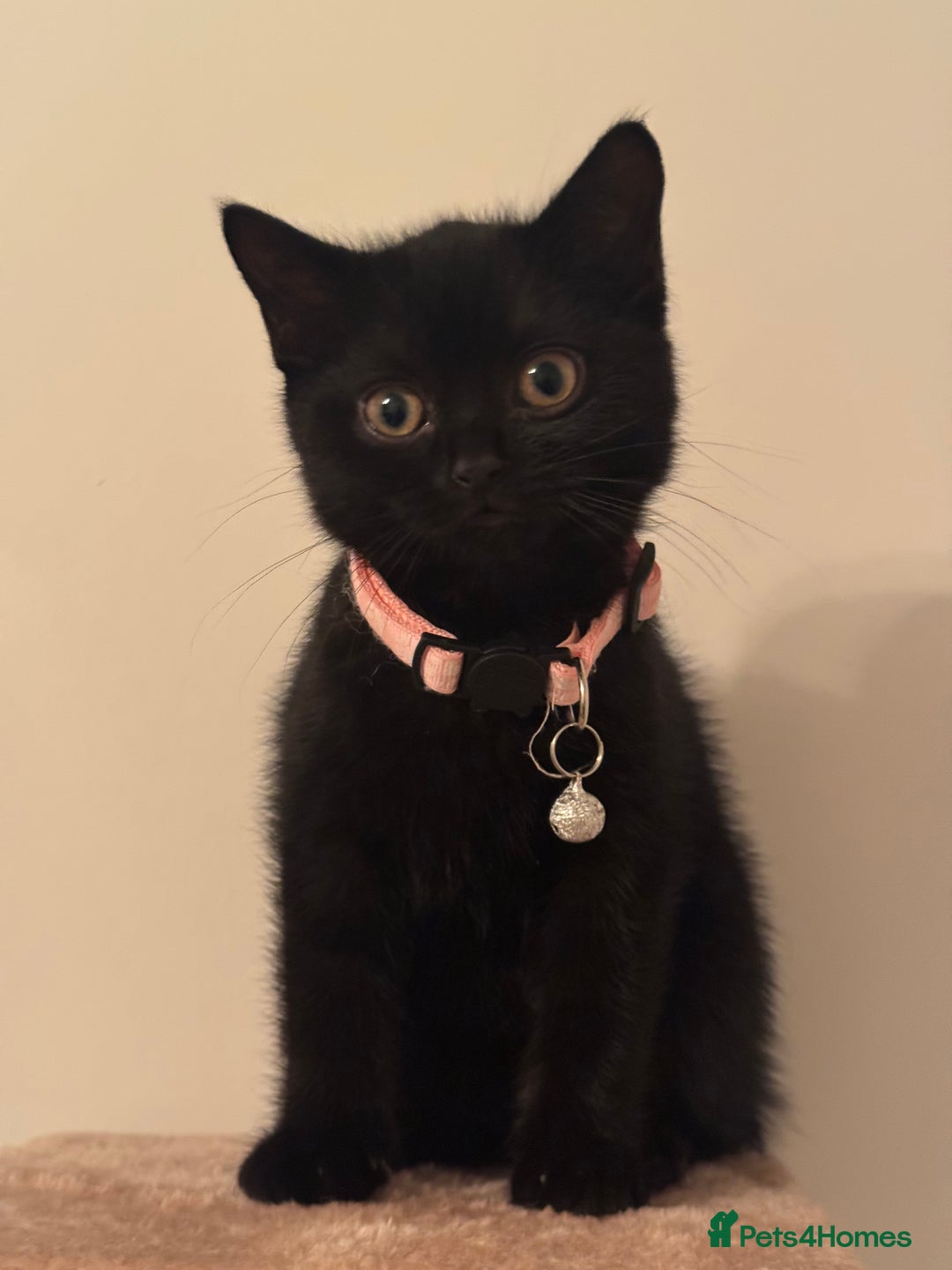 British Shorthair cats for sale: Cutie - Advert 4