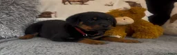 Rottweiler dogs for sale: Rottweiler Pups ready to leave  - Advert 9