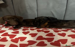 Miniature Dachshund dogs for sale: 2 miniature daschunds - Image 2