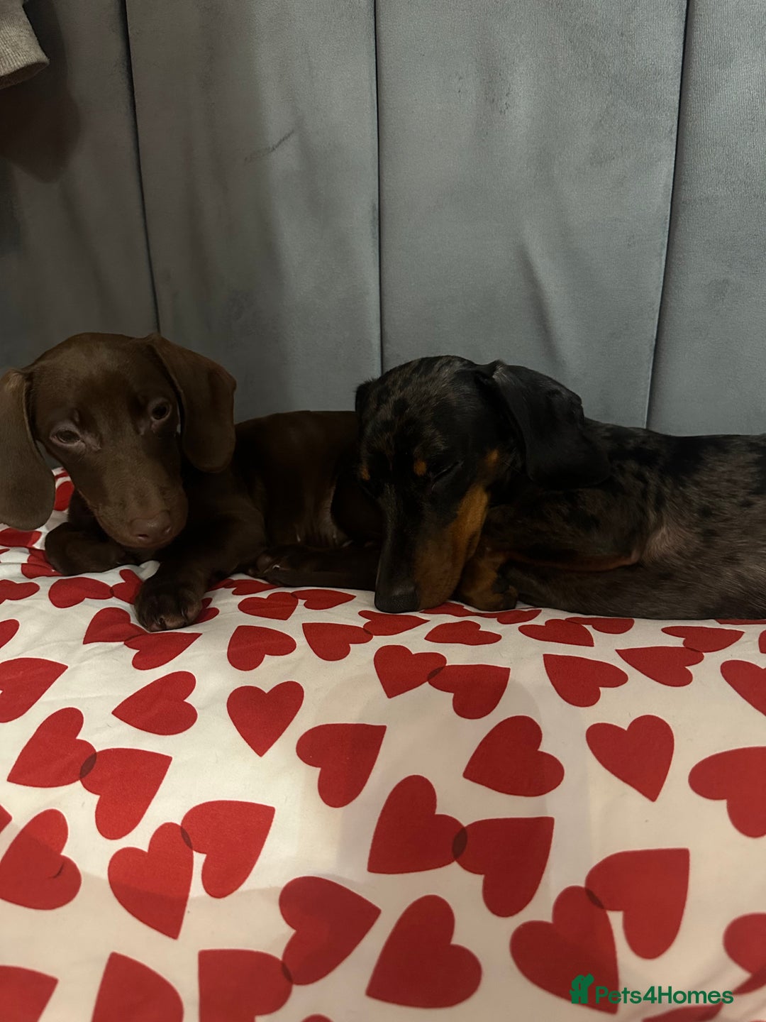 Miniature Dachshund dogs for sale: 2 miniature daschunds - Image 2