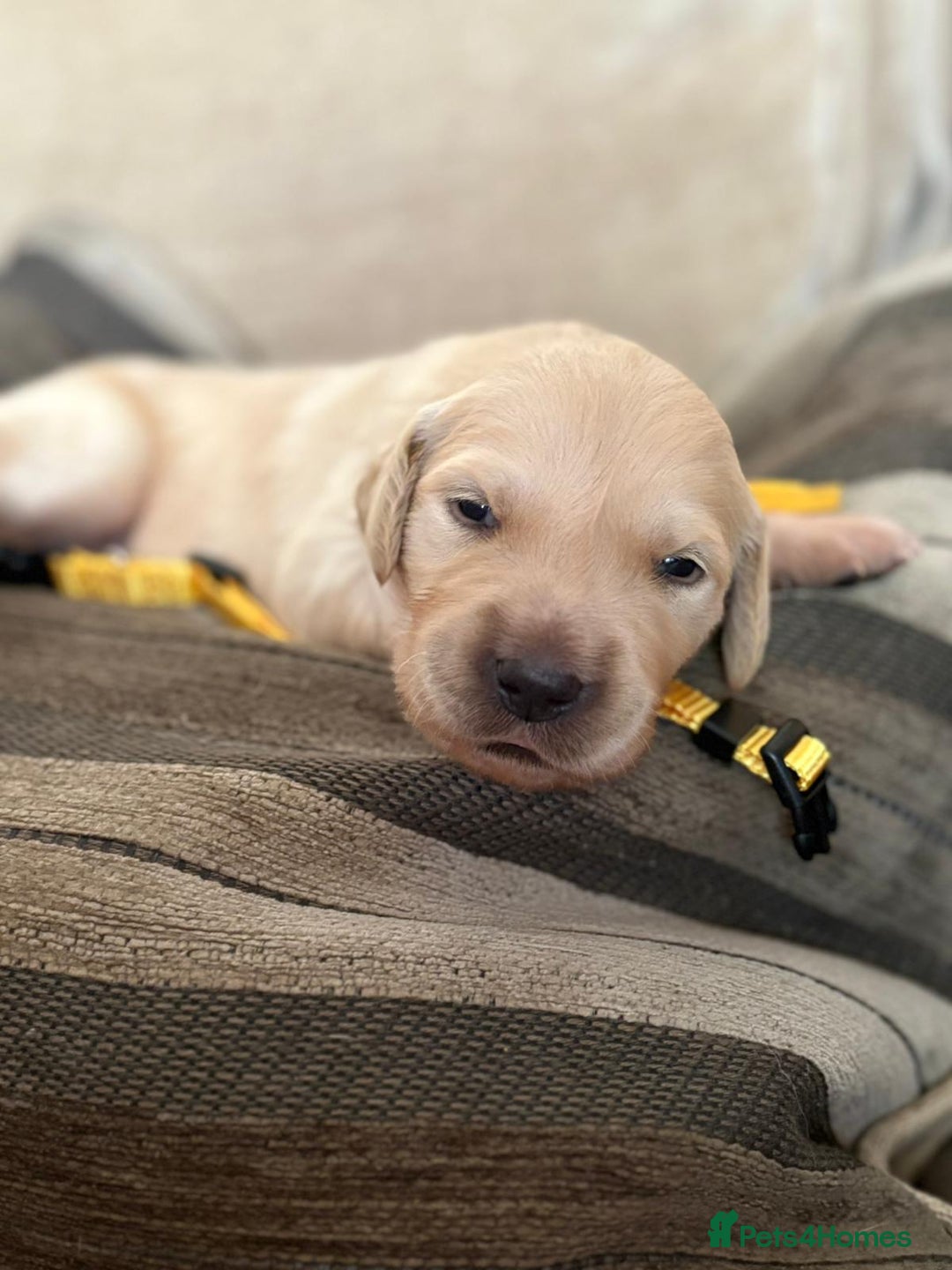 Golden Retriever dogs for sale: Pedigree Golden Retriver Puppies - Image 9