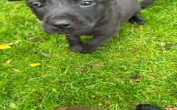 Labrador Retriever dogs for sale: Labrador pups  - Image 10
