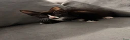 Mixed Breed cats for sale: Beautiful Black & White Kittens Ready Now 🐾 - Advert 13