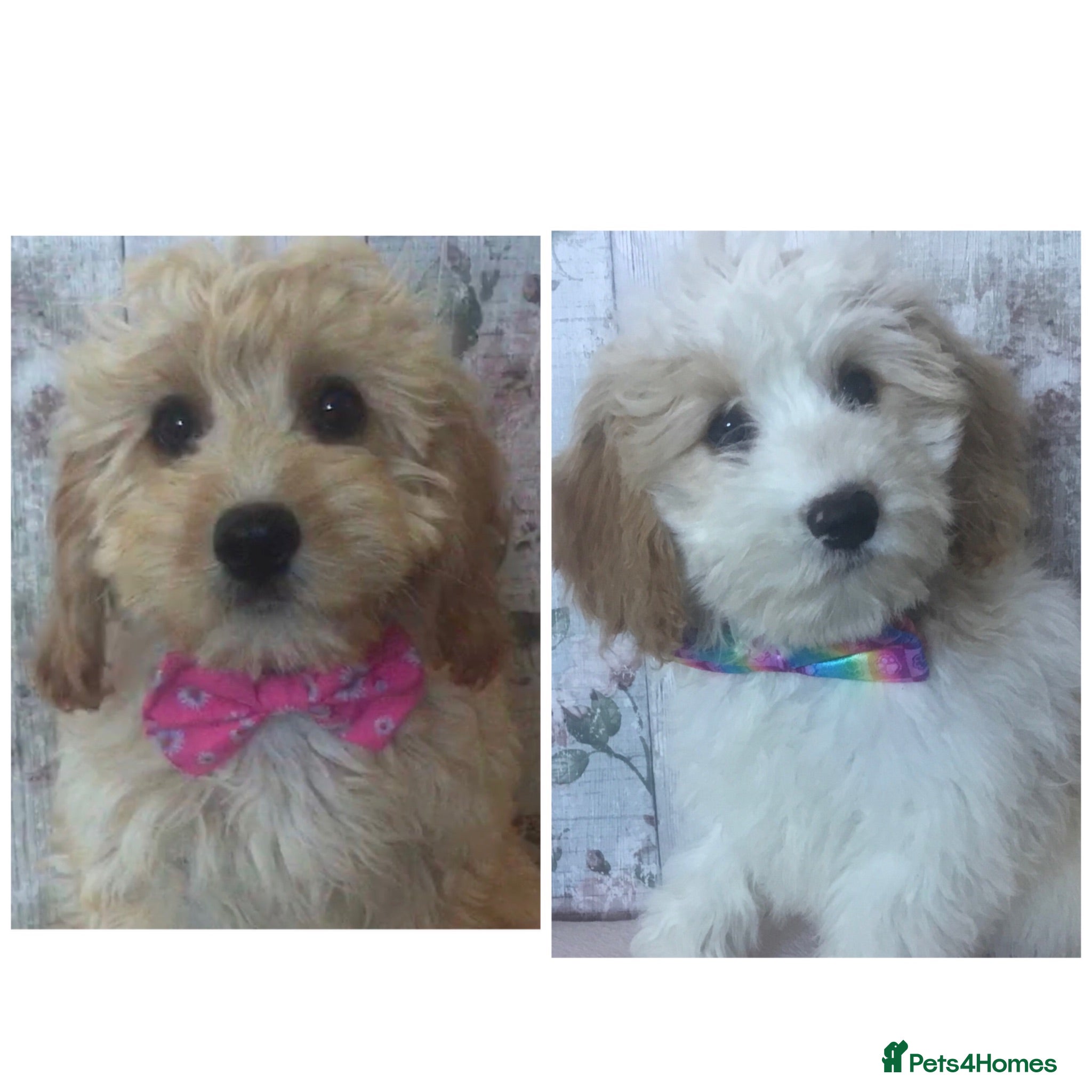 Cavapoo dogs Adorable Cockalierpoo pups ( so cute) - Advert 1