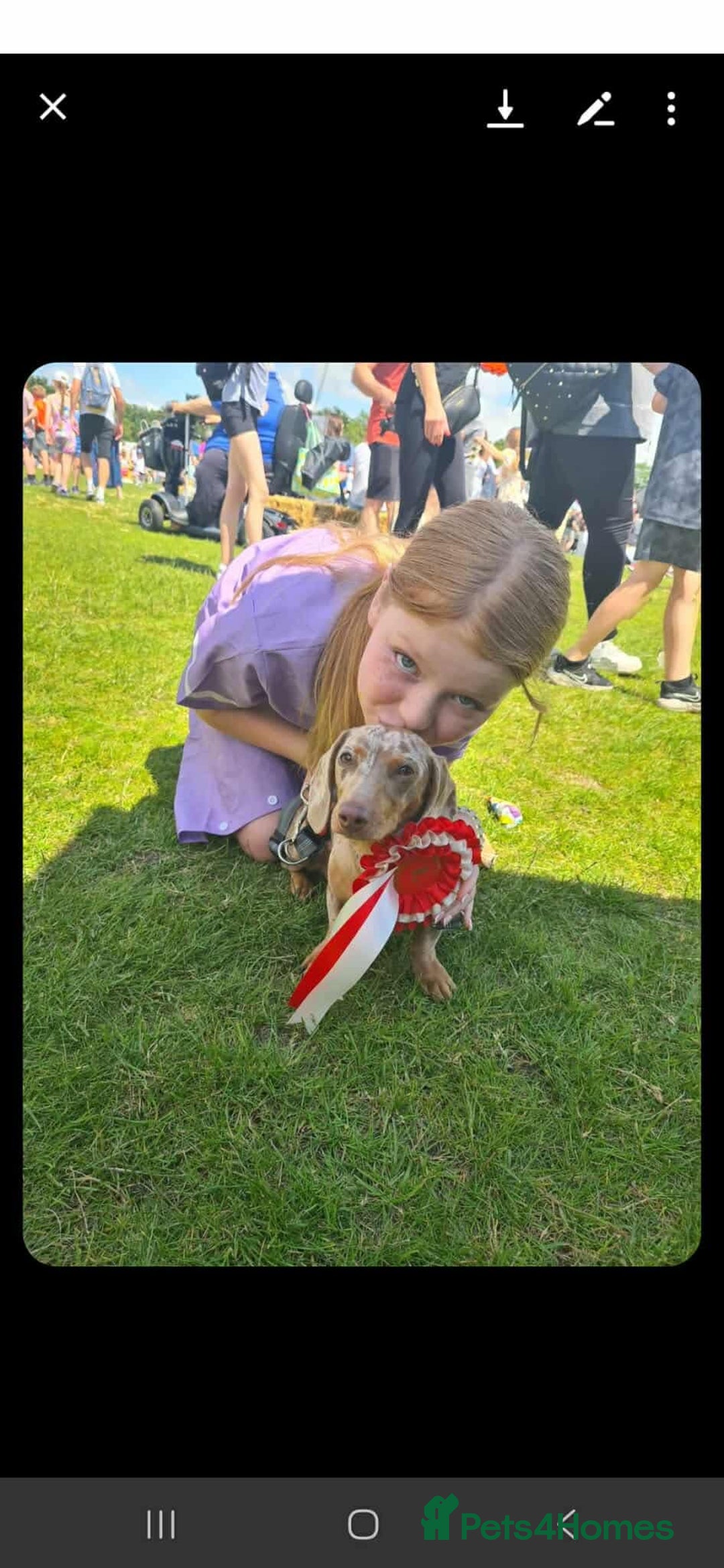 Miniature Dachshund dogs for sale: 🐾 Mini Dachshund Pups – Ready Aug 13 ✨ - Image 3
