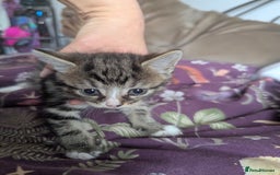Mixed Breed cats for sale: Gorgeous litter of kittens in Liverpool - Image 5