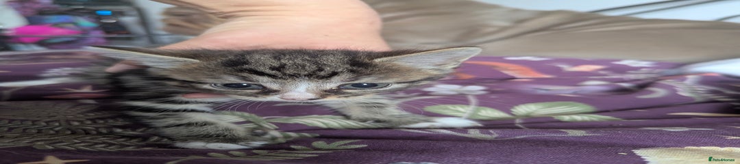 Mixed Breed Kitten 4