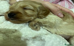 Cockapoo dogs for sale: F1B Cockapoo Puppies - Image 18