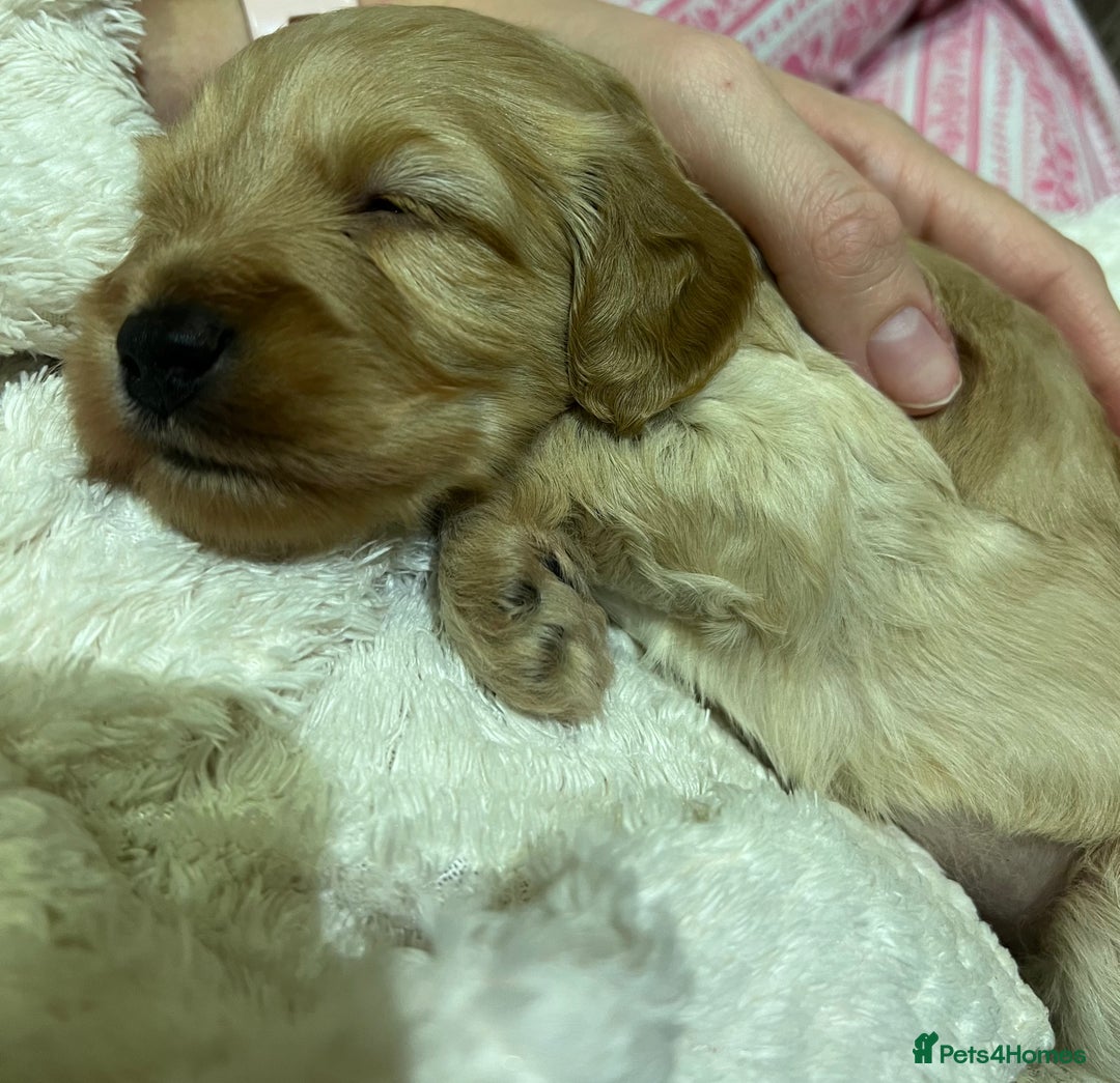 Cockapoo dogs for sale: F1B Cockapoo Puppies - Image 18