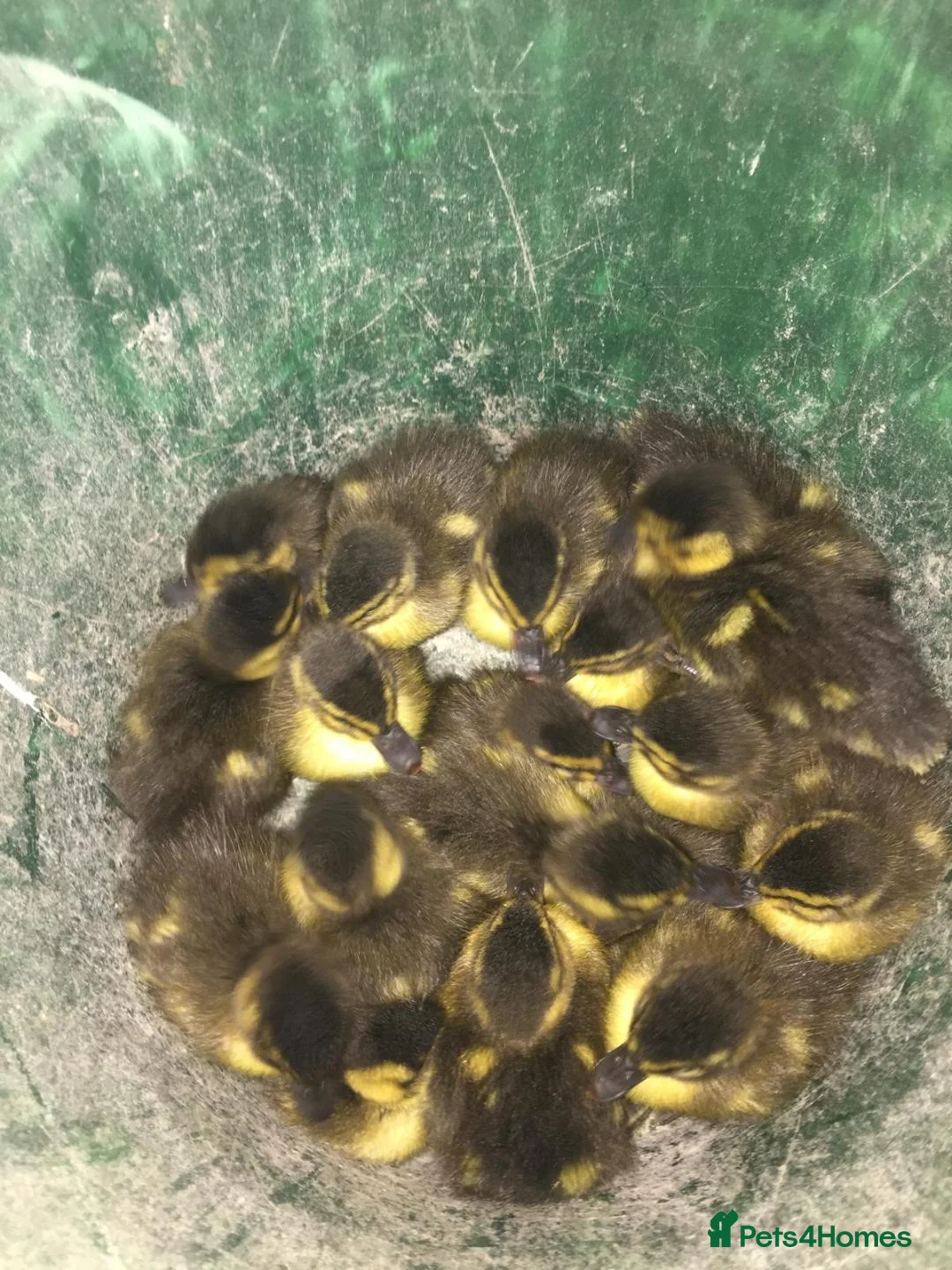 Mixed Breed birds for sale: Mallard Ducklings - Advert 1
