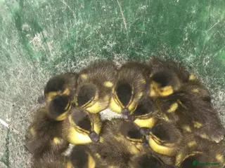 Mixed Breed birds Mallard Ducklings - Advert 2