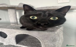 Bombay cats for sale: Urgent Bombay cat for sale  - Image 8