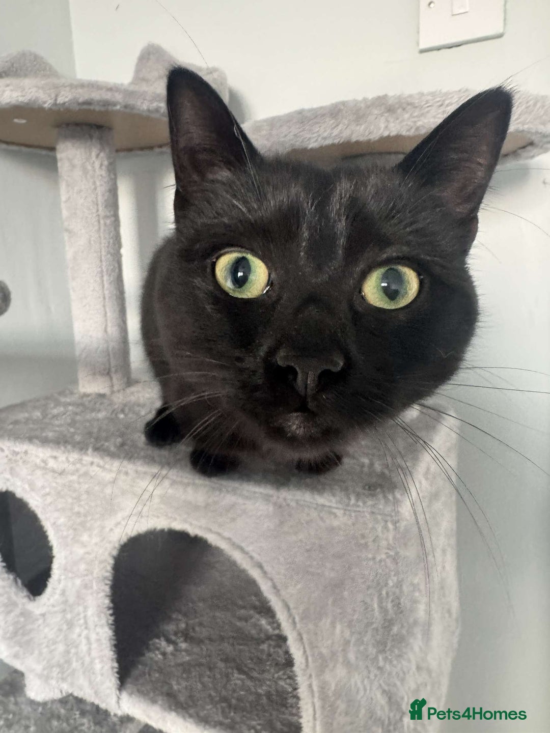 Bombay cats for sale: Urgent Bombay cat for sale  - Image 8
