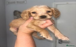 Cocker Spaniel dogs for sale: Stunning litter of working cocker spaniel puppies  - Image 1