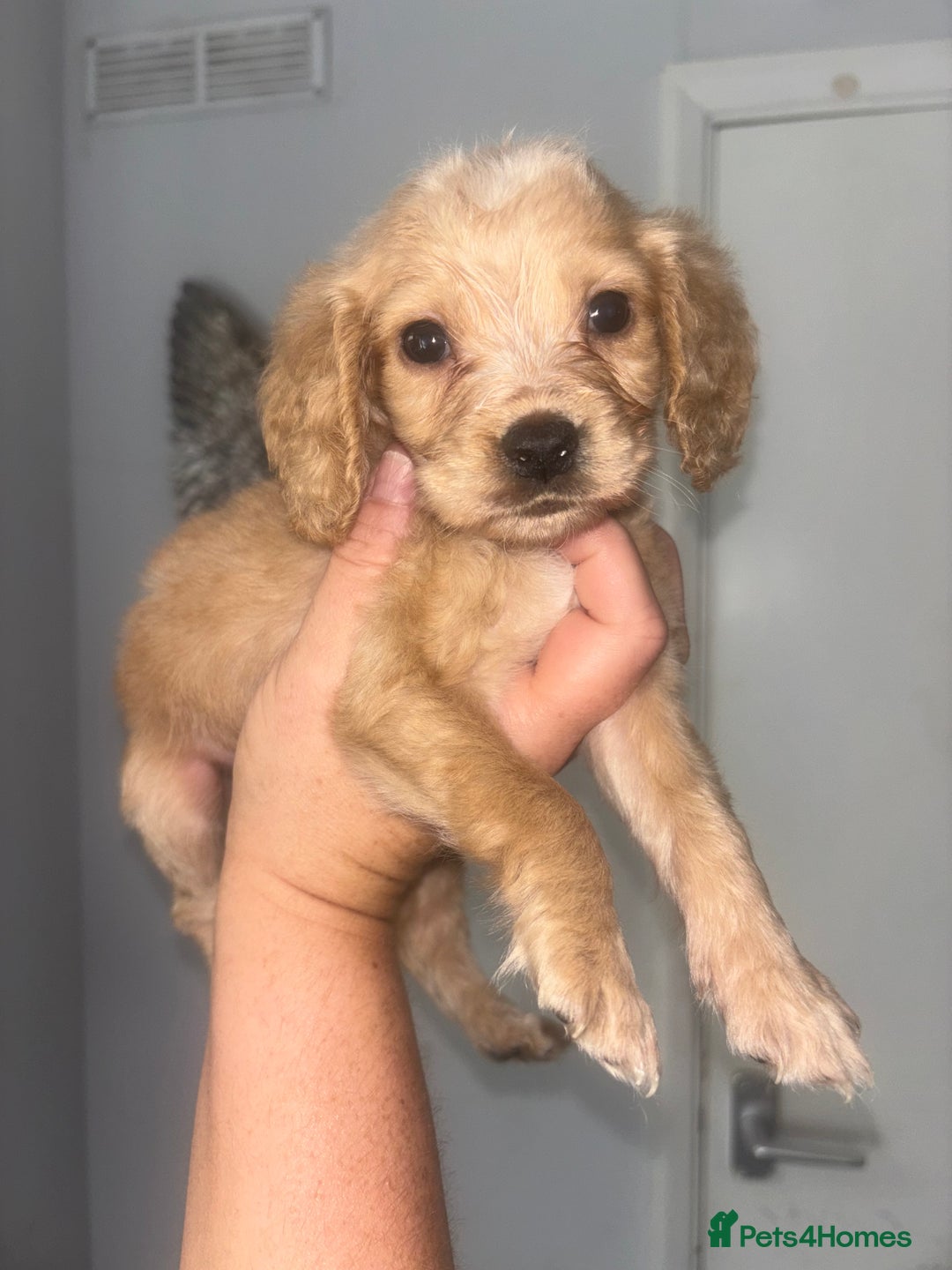Cocker Spaniel dogs for sale: Stunning litter of working cocker spaniel puppies  - Image 1