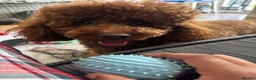 Miniature Poodle dogs for stud: Teddy  - Advert 3