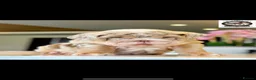 English Bulldog dogs for sale: Chocolate Merle boy outstanding bloodlines  - Advert 6