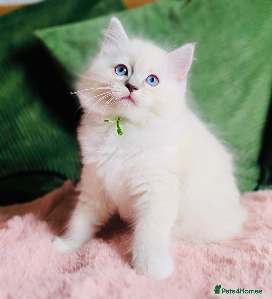 Ragdoll cats 💙 ACTIVE REGISTERED RAGDOL, DNA TESTED PARENTS 💙 - Advert 8