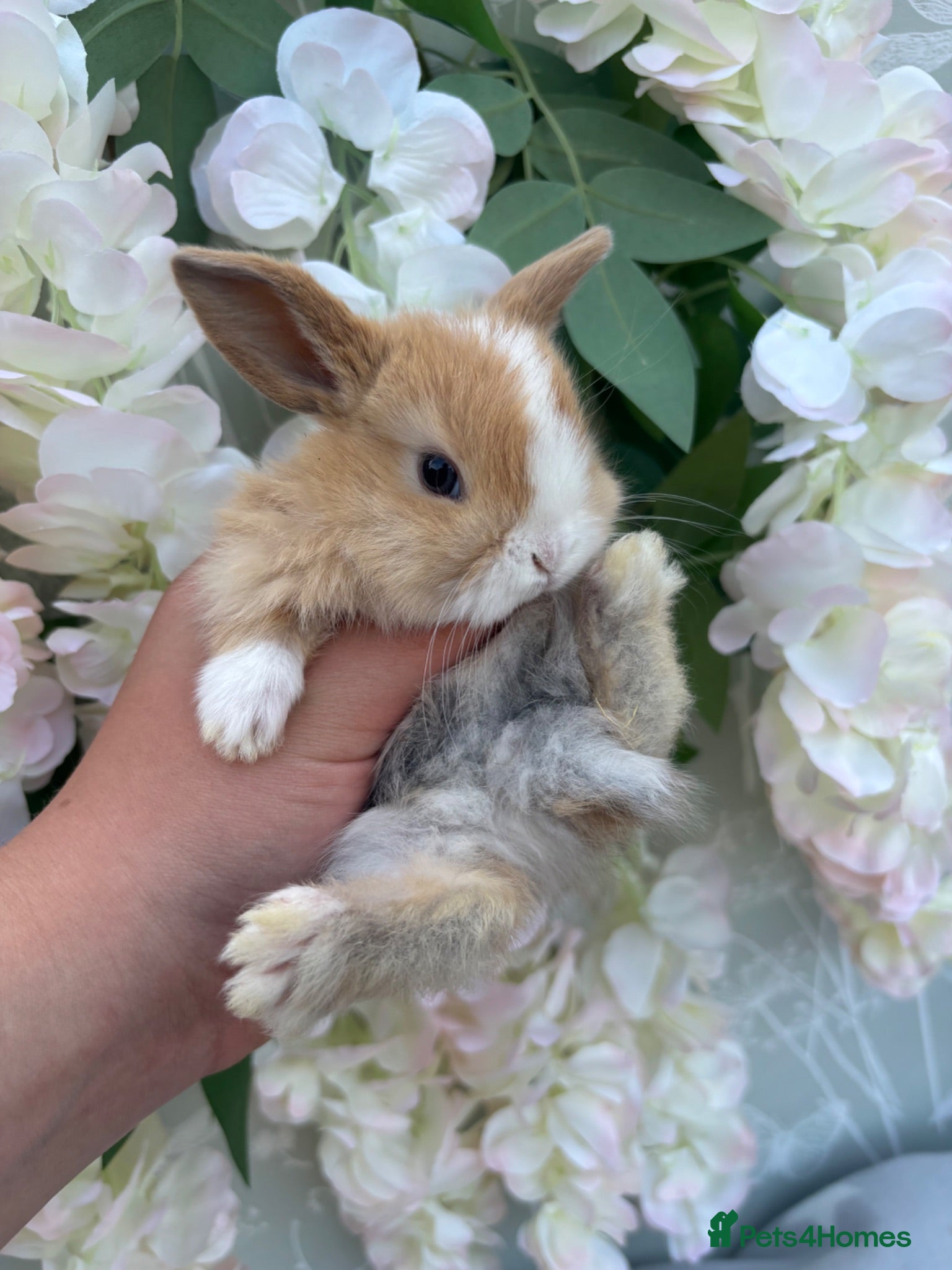 Mini Lop rabbits Mini lop babies ready to reserve 5⭐️🏡  - Advert 19