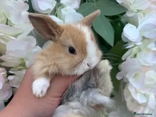 Mini Lop rabbits Mini lop babies ready to reserve 5⭐️🏡 - Advert 1