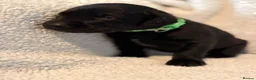 Labrador Retriever dogs for sale: 6 Black Boys and 1 Chocolate boy  in Chippenham - Advert 6