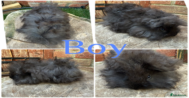 Guinea Pig rodents - Advert 6