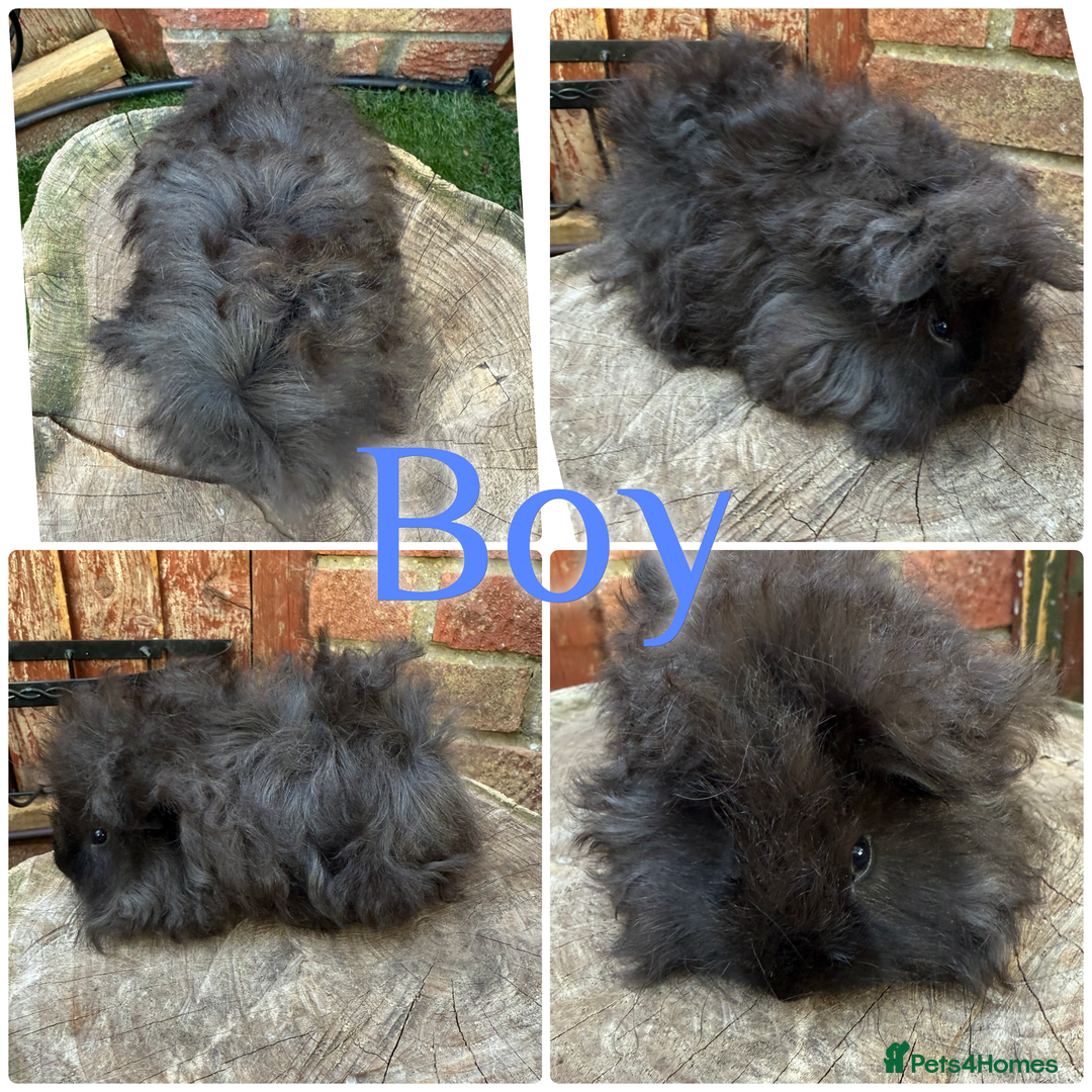 Guinea Pig rodents for sale: Male and female young/baby Guniea pigs for sale  - Image 3