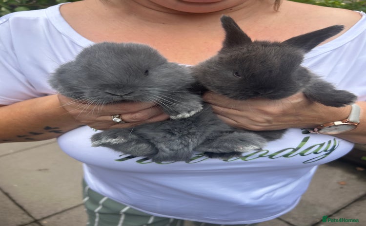 French Lop rabbits - Advert 3