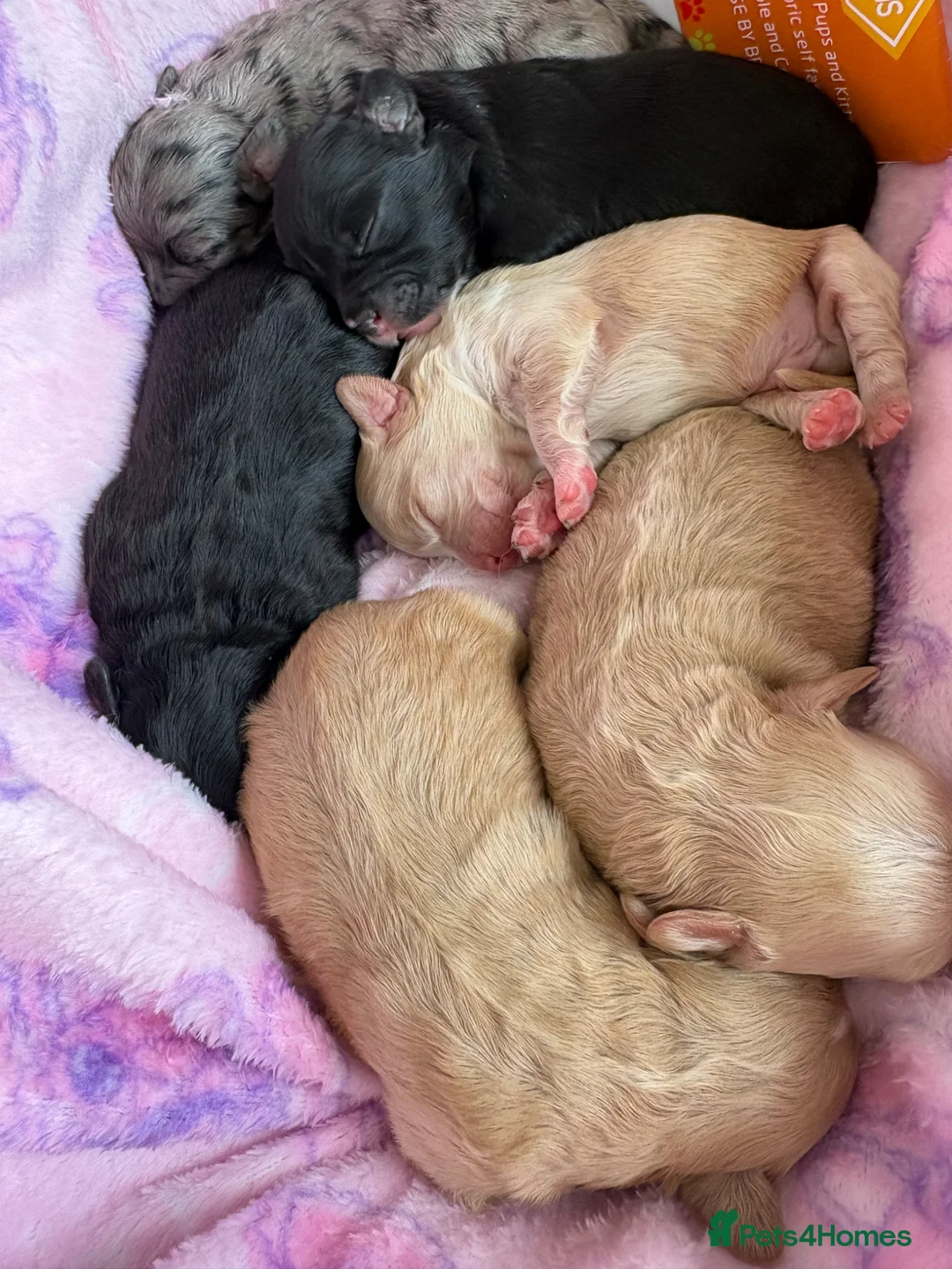 Mixed Breed dogs for sale: Top best Floodles^ in Stafford - Advert 1