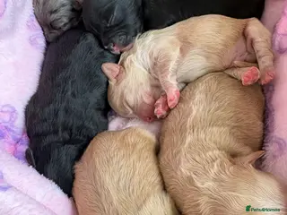 Mixed Breed dogs Top best Floodles^ - Advert 3