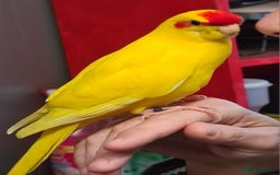 Parakeets birds for sale: Kakariki's x4 handreared kakariki's  - Image 3