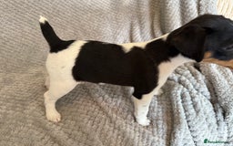 Jack Russell dogs for sale: Stunning tri coloured Jack Russel girl available  - Image 14