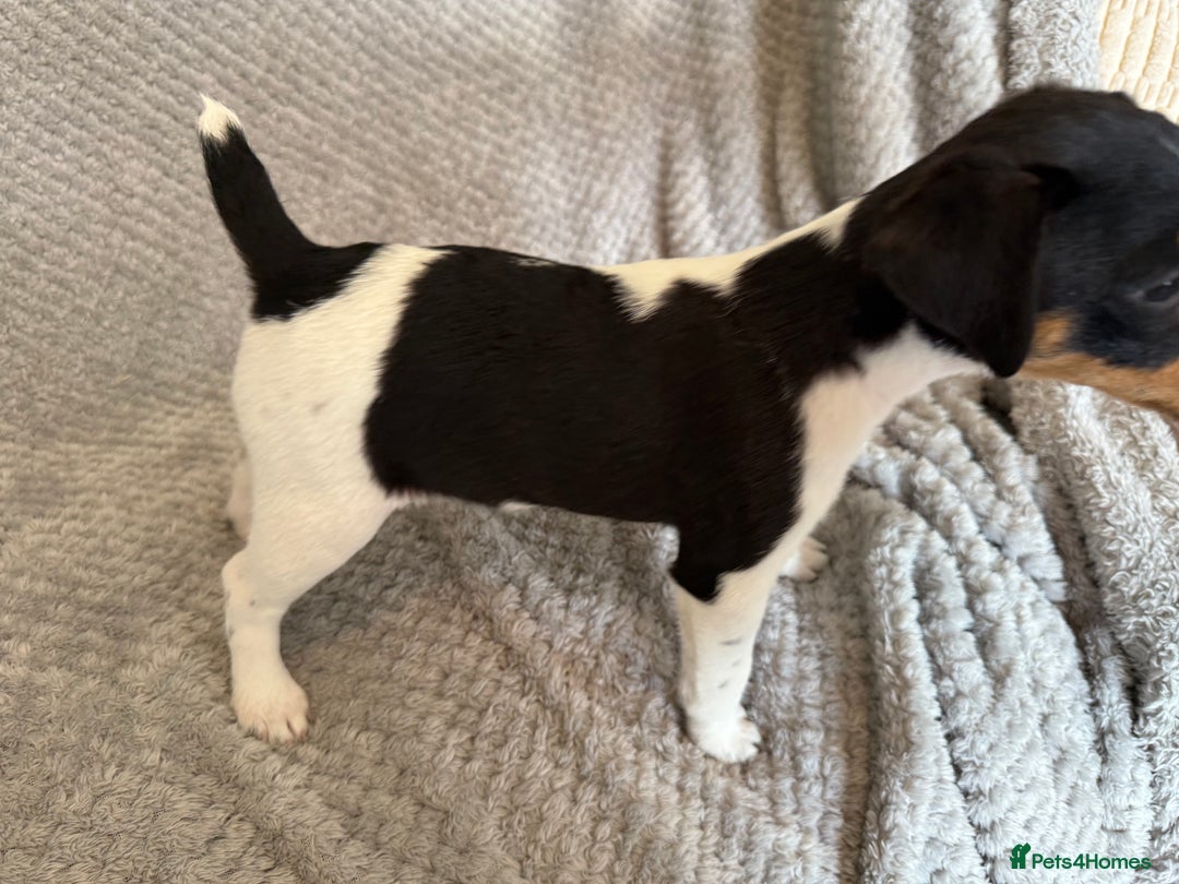Jack Russell dogs for sale: Stunning tri coloured Jack Russel girl available  - Image 14