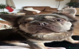 French Bulldog dogs for sale: LONG HAIR FRENCHIE MALE FOR SALE in Stratford-upon-Avon - Image 7