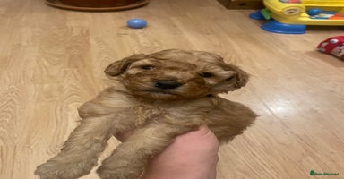 Cockapoo dogs - Advert 10