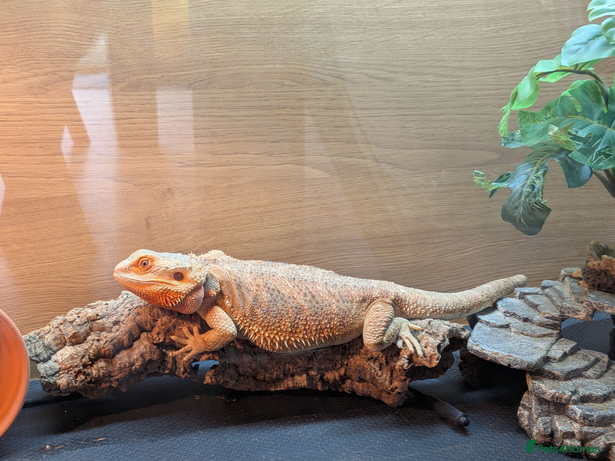 Bearded Dragon reptiles Bearded Dragon with full set up - Advert 1