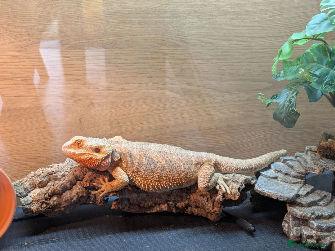 Bearded Dragon reptiles for sale: Bearded Dragon with full set up in Wallasey - Advert 1