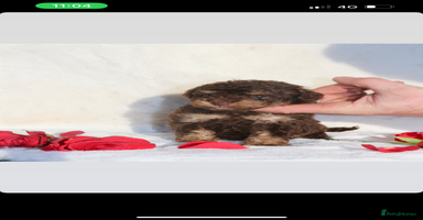 Toy Poodle dogs in Maldon - Advert 13