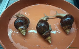 Snails invertebrates for sale: Giant African land snails (fulica) - Image 4