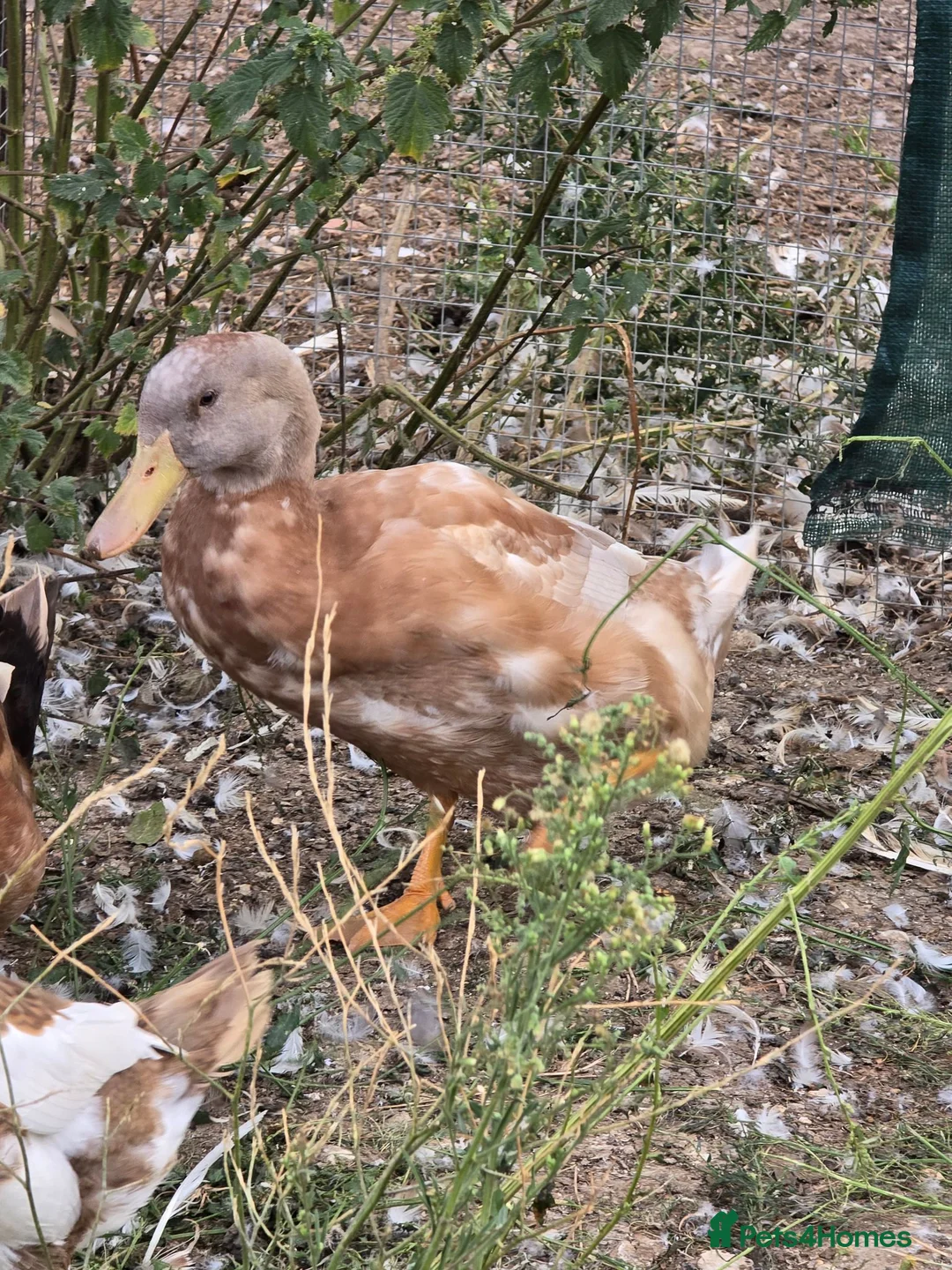 Ducks poultry for sale: DRAKES 2026 hatch - Advert 2