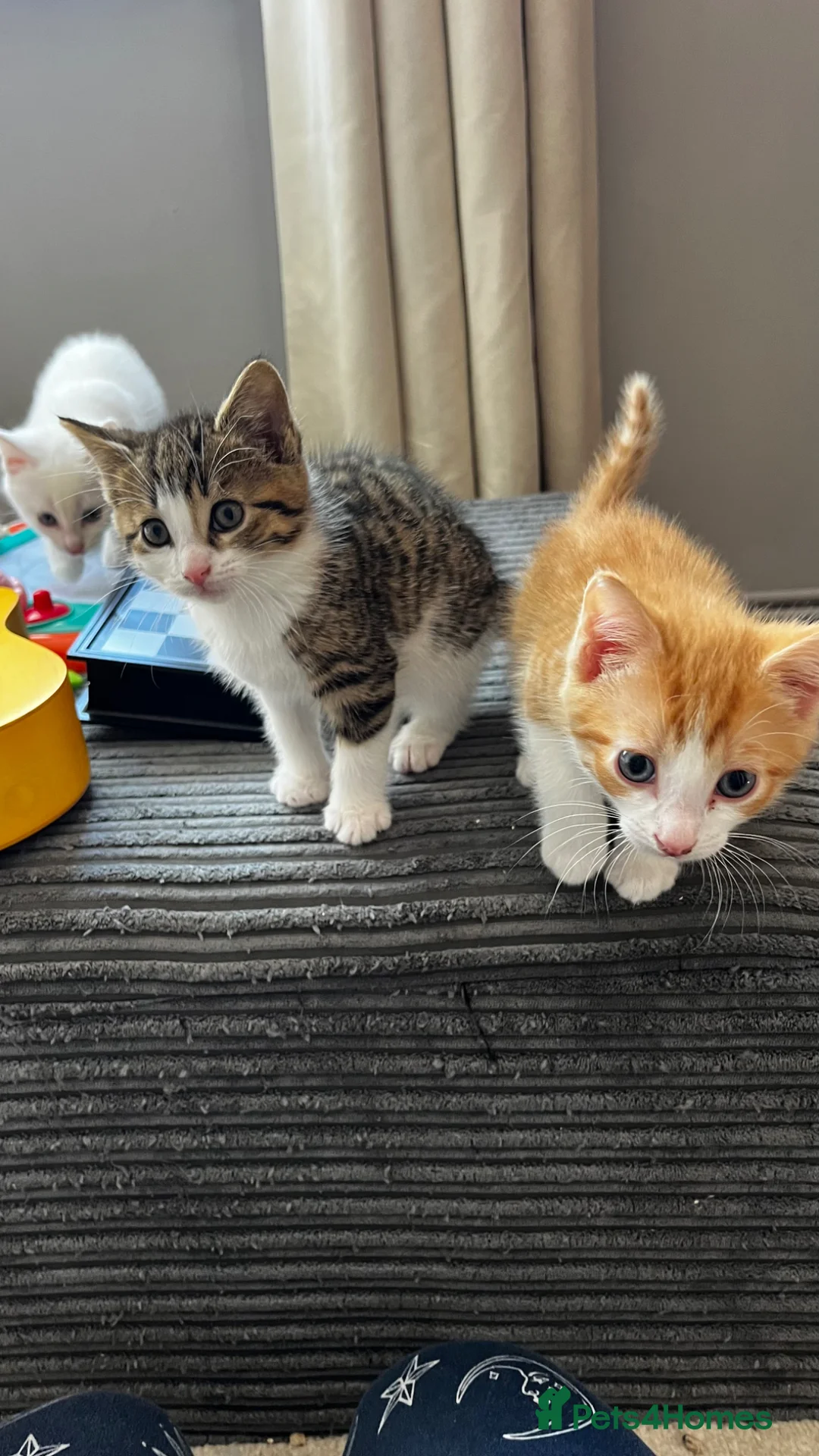 British Shorthair cats for sale: 2 male kittens  in Haverfordwest - Advert 1