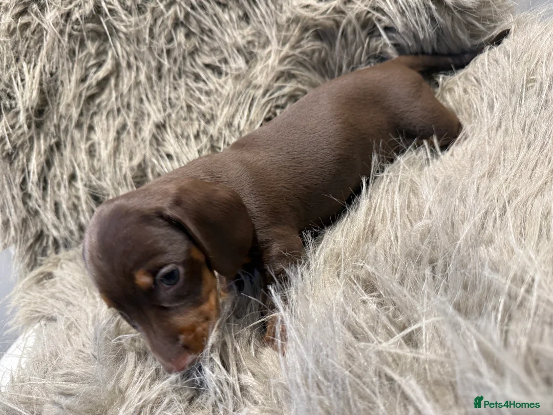 Miniature Dachshund dogs for sale: 🐾 5 Mini Dachshunds 4 dappled, 1 choc 🐾 - Advert 19