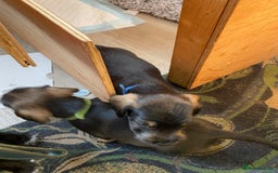 Mixed Breed dogs for sale: Schnauzer mixed breed  - Image 5