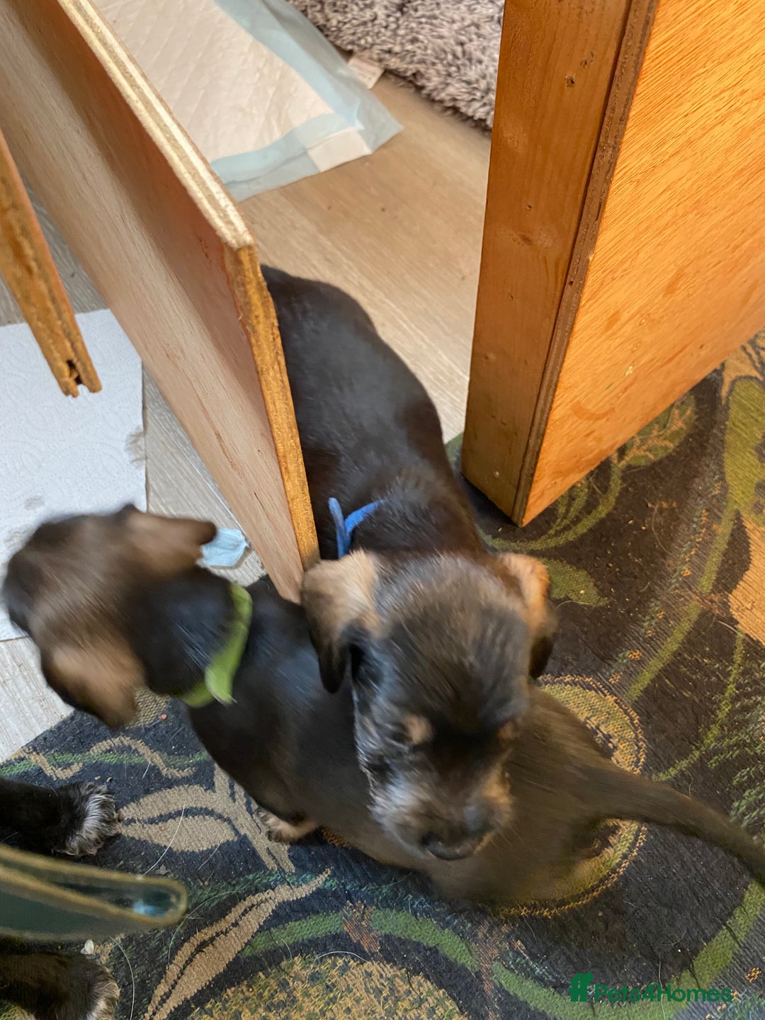 Mixed Breed dogs for sale: Schnauzer mixed breed  - Image 5