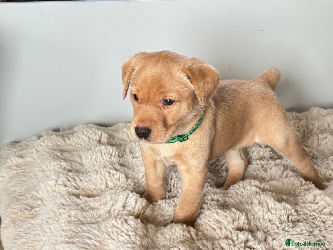 Labrador Retriever dogs for sale: Gorgeous Labrador Puppies - Advert 1